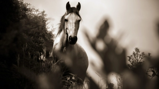 Denuncian maltrato animal a caballo en Alhué