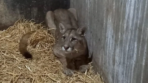 Puma capturado en el Arrayán se encuentra monitoreado por veterinarios