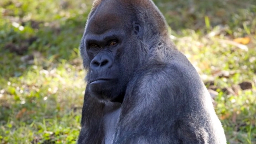Muere Ozzie: El gorila más viejo del mundo
