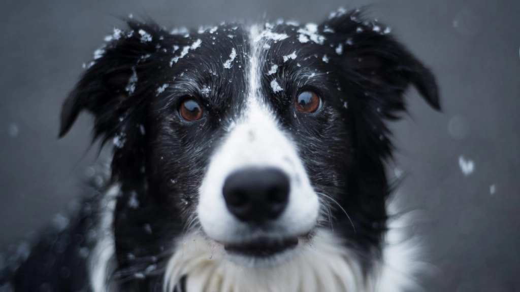 perro rescata niña tormenta nieve