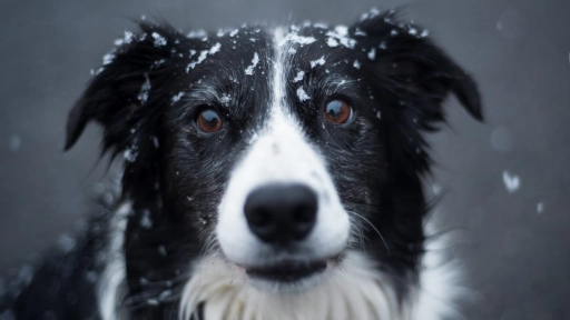Rusia: Niña sobrevive a tormenta de nieve gracias a un perro abandonado