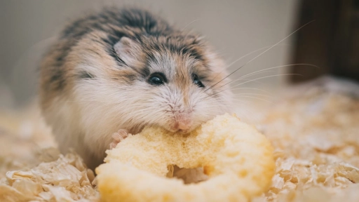 Colmevet llama a mantener la calma por posible transmisión de COVID-19 de hamsters a humanos