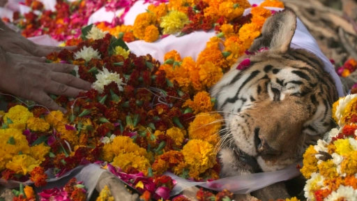 India despide a la famosa tigresa Collarwali