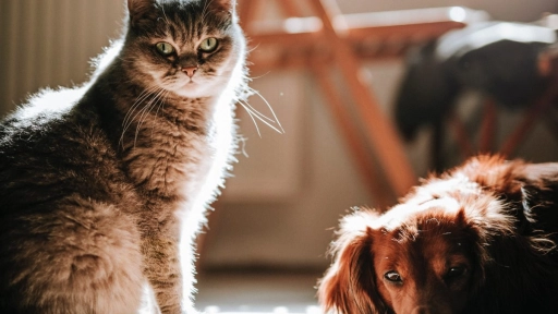 Anuncian nuevo seguro para animales y prepara sucursales Pet Friendly