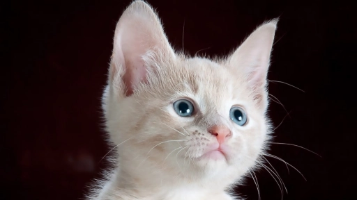 #DiadelAmor: 10 actitudes con que los gatos demuestran su amor