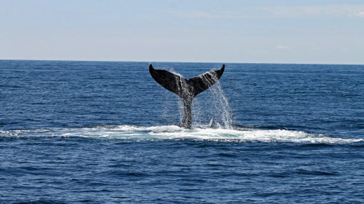 Islandia dejará de cazar ballenas