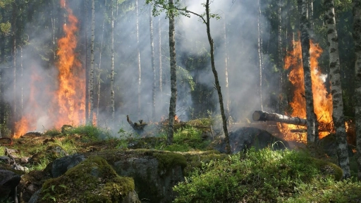 Incendios forestales: 4.757 animales han muerto