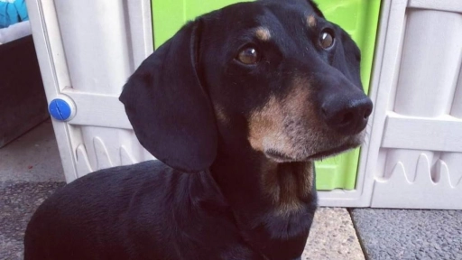 Pozo Almonte: Buscan perro que escapó en un accidente de tránsito