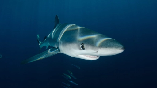 Hawái prohíbe la pesca de tiburones