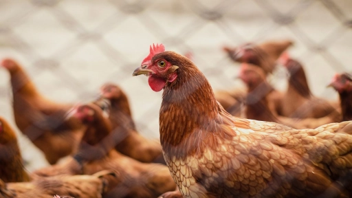 Corte Suprema dicta inédita sentencia contra avícola productora de huevos de gallinas libres