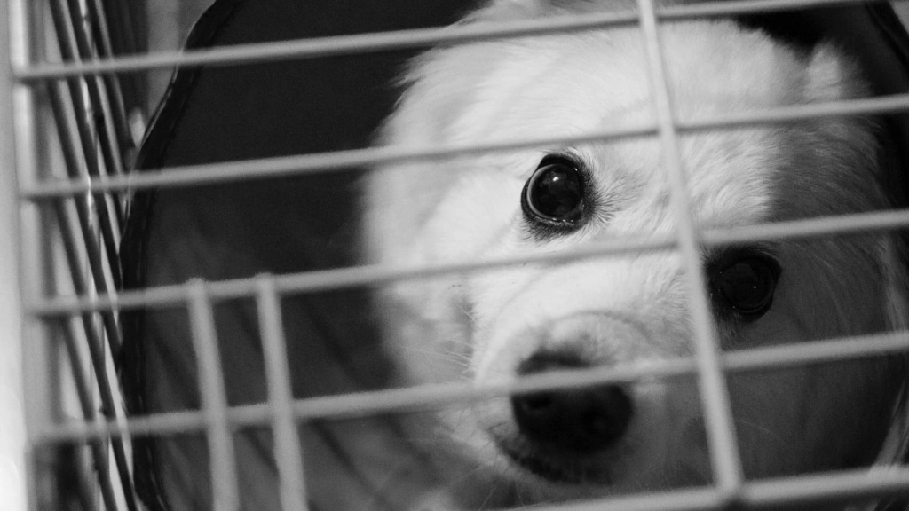 perro en jaula