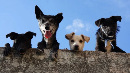 Coquimbo: Municipio realiza operativo de desparasitación a 120 perros