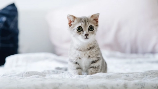 Registro Nacional de Mascotas revela un aumento en la adopción de gatos