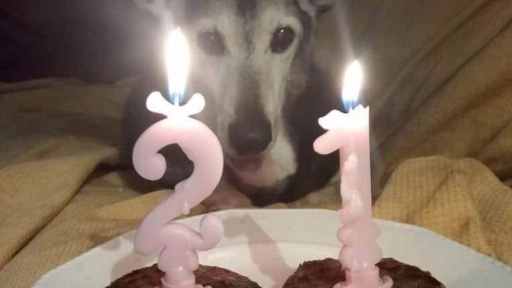 Perrito adoptado a los 18 años celebra sus 21