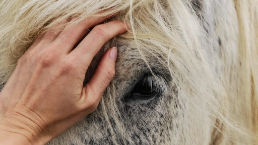 Abogados por los animales La protección animal es una demanda de nuestra ciudadanía
