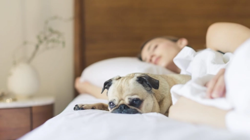 Consejos para dormir de modo saludable con tu perro