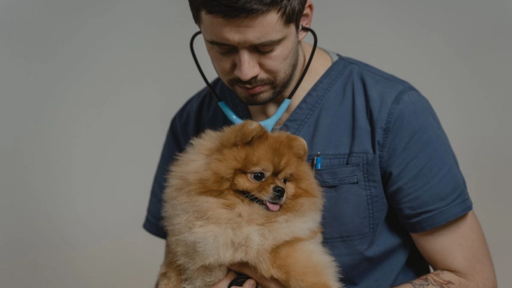 perro veterinario