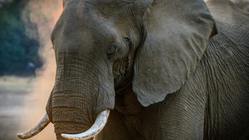 Elefante asiático se suma a lista de animales en peligro de extinción