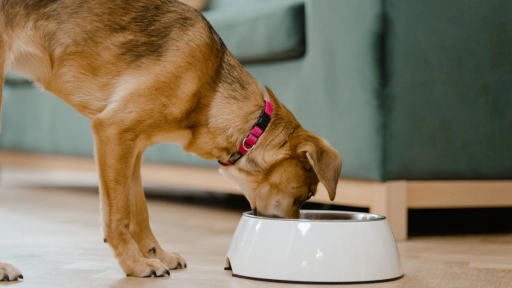 La importancia de diferenciar el alimento de los perros en sus distintas etapas