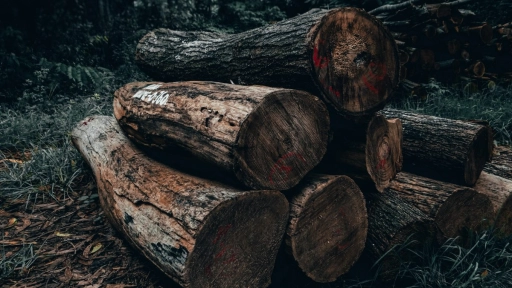 Noruega es el primer país en prohibir la deforestación