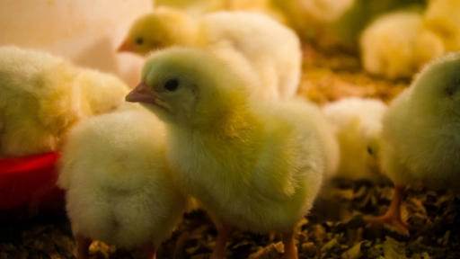 Suiza prohíbe el sacrificio de polluelos vivos