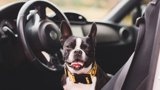 Año Nuevo: Consejos para viajar con tus animales en auto