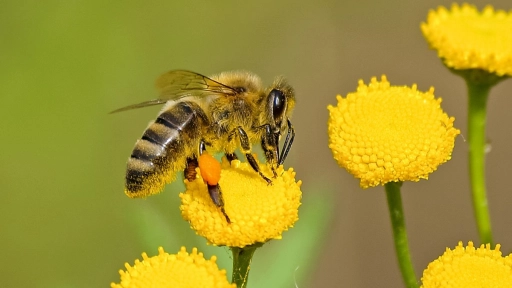 Día mundial de las abejas: Las polinizadoras más importantes del planeta