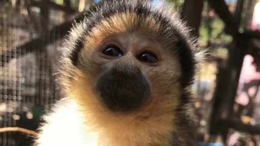 Centro de primates de Peñaflor realiza campaña Otoño - Invierno