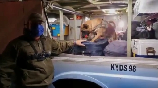 Antofagasta: Foxy detecta droga oculta en un bus