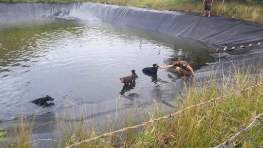 Isla de Pascua: Carabineros rescatan a perritos que cayeron a embalse artificial