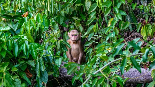 Llaman a proteger bosques tropicales para prevenir futuras pandemias