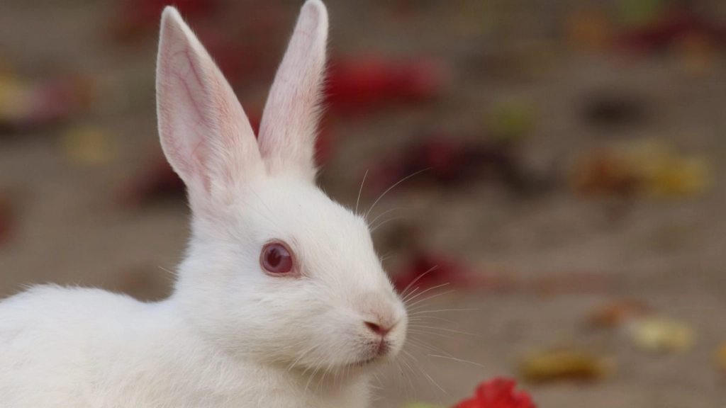 conejo blanco - pexels