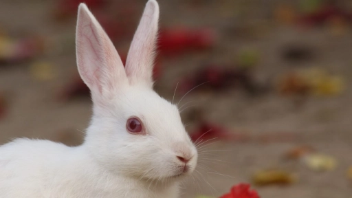 Colombia prohíbe pruebas cosméticas en animales