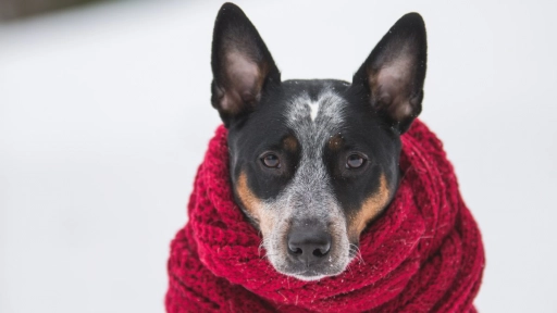 Enfermedades de invierno: Tos de las perreras