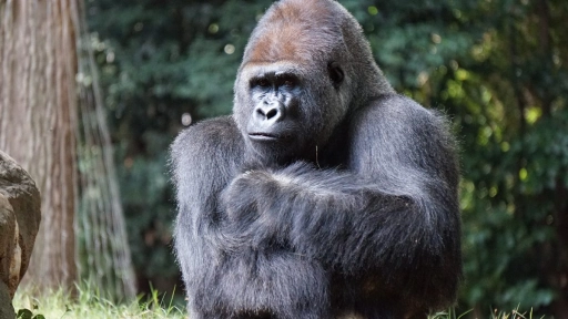 Condenan a 11 años de prisión a hombre que mató a gorila