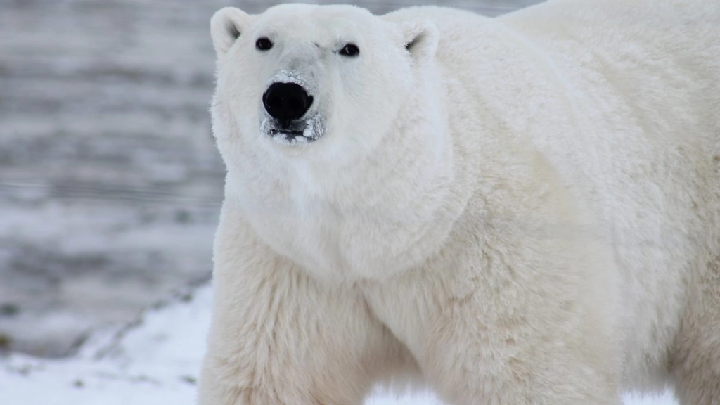 oso polar - pexels
