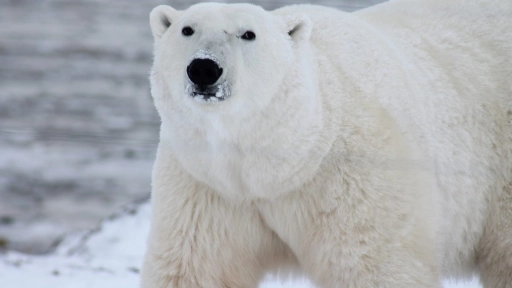 Osos polares podrían extinguirse antes de 2100