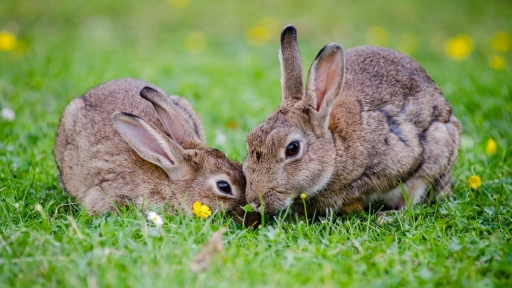 Conejo es declarado en peligro de extinción