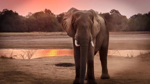 Tailandia: Liberan elefantes por falta de turistas