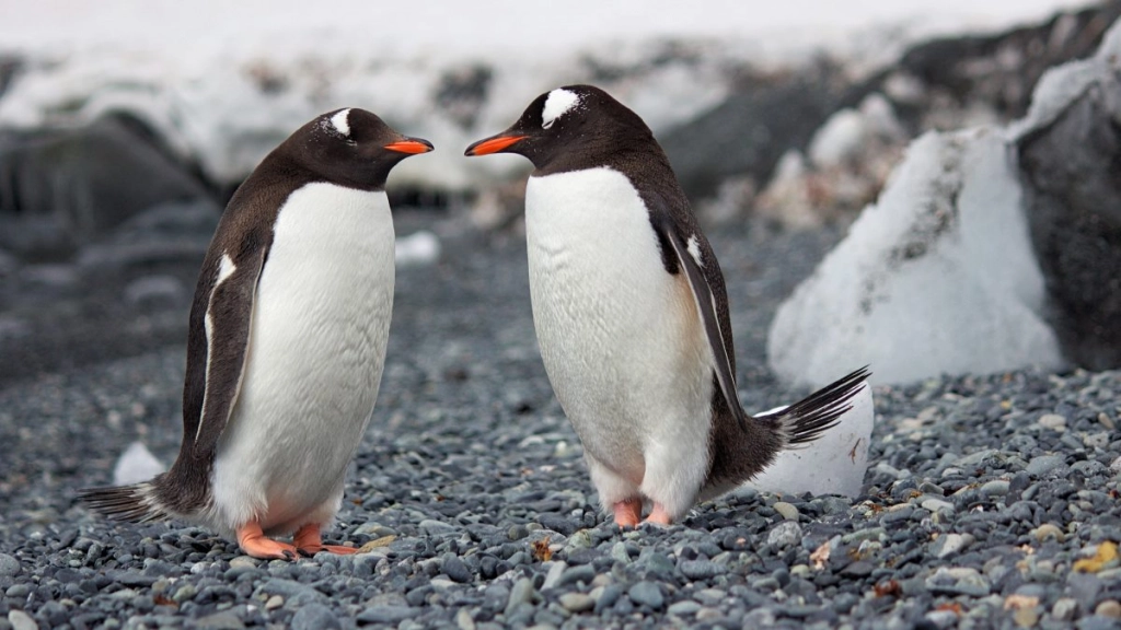 pinguinos - pexels