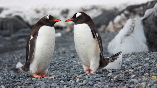 Disminuye la población de pingüinos en la Antartida