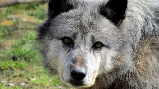 Francia: Avistan lobo gris considerado extinto