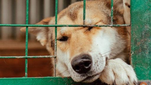 Segunda ciudad de China prohíbe comer perros y gatos