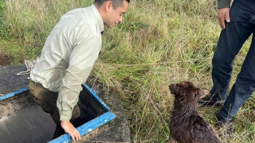 Puerto Montt: Carabineros rescatan perrito que cayó a alcantarilla