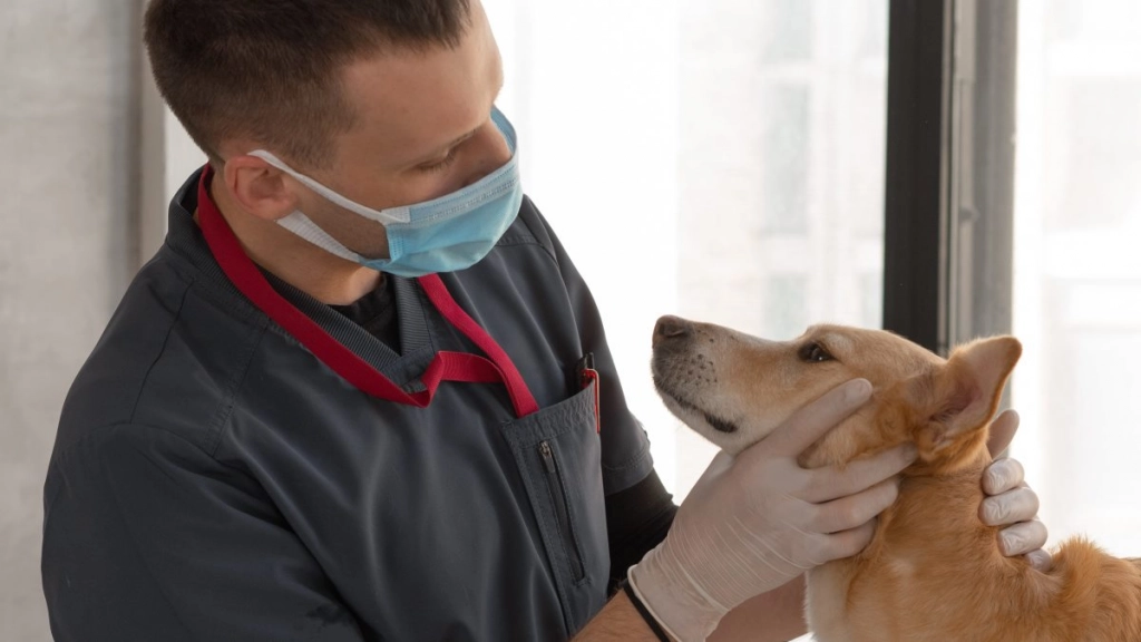vacunas en perros médico veterinario