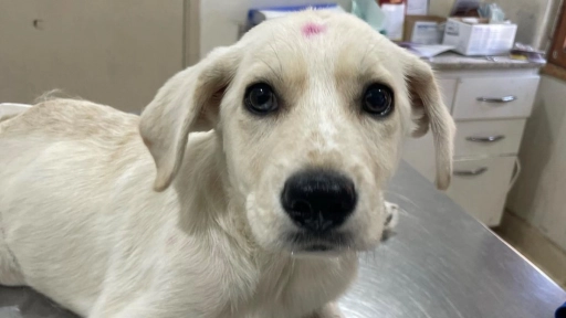 Titito: El perrito que fue rescatado antes de ser eutanasiado