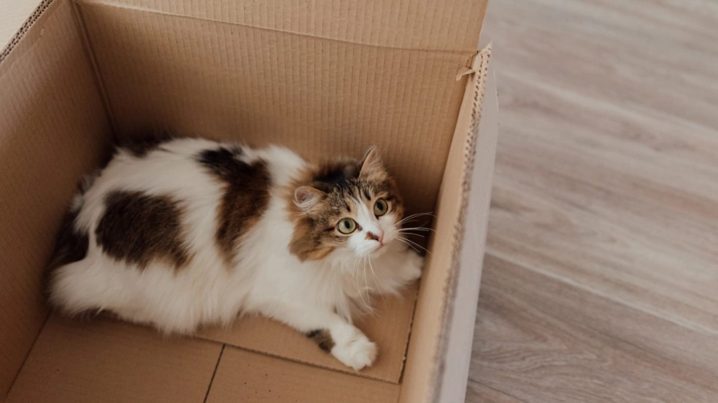gato y caja - pexels