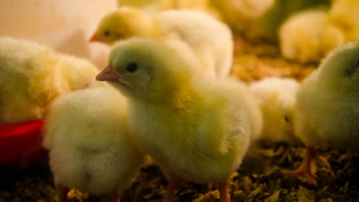 Alemania prohíbe el sacrificio de pollitos