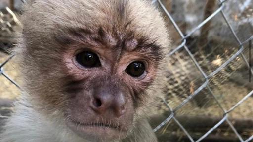 Campaña de invierno: Ayuda a los animales del Centro de Primates 