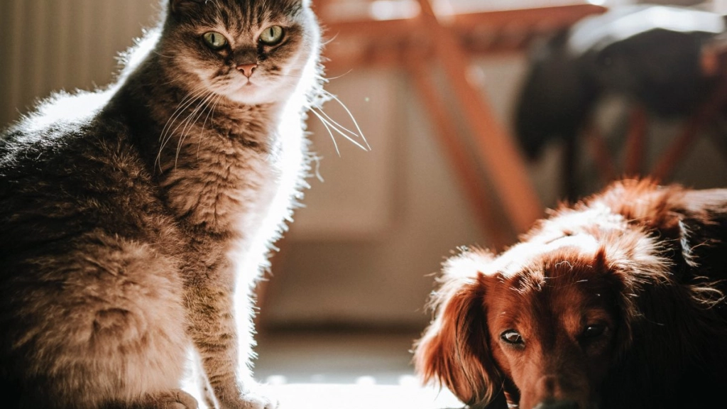 perro y gato enfermedades invierno - pexels